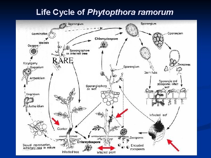 Life Cycle of Phytopthora ramorum 