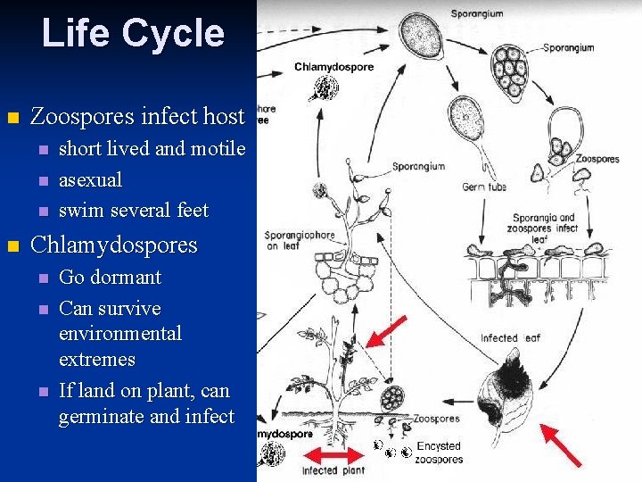 Life Cycle n Zoospores infect host n n short lived and motile asexual swim
