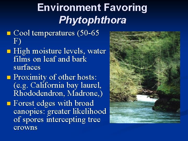 Environment Favoring Phytophthora Cool temperatures (50 -65 F) n High moisture levels, water films
