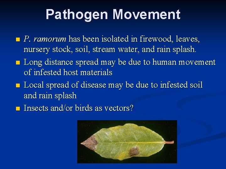 Pathogen Movement n n P. ramorum has been isolated in firewood, leaves, nursery stock,