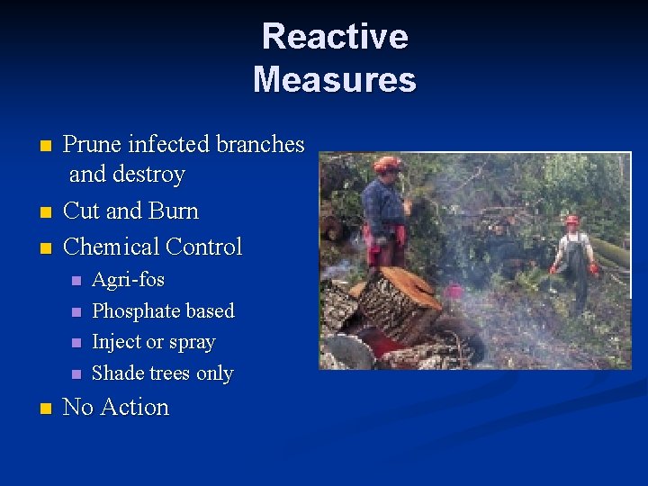 Reactive Measures n n n Prune infected branches and destroy Cut and Burn Chemical