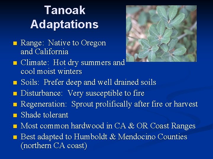 Tanoak Adaptations n n n n Range: Native to Oregon and California Climate: Hot