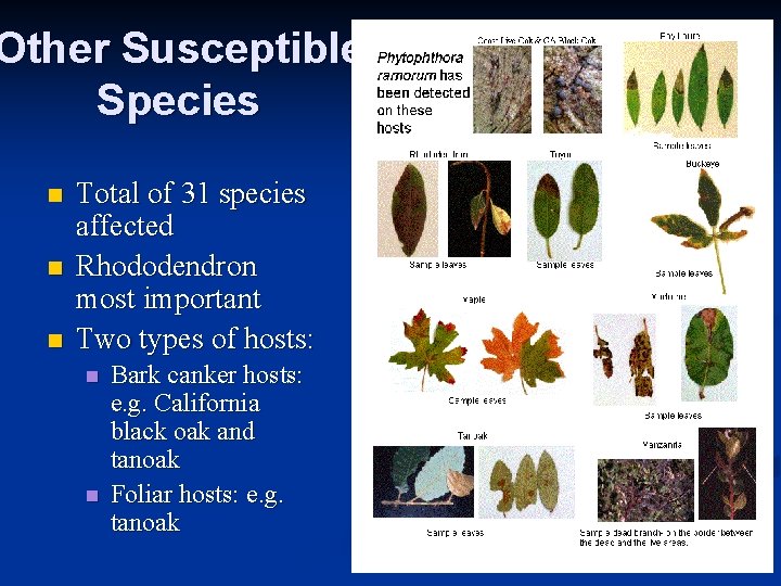 Other Susceptible Species n n n Total of 31 species affected Rhododendron most important