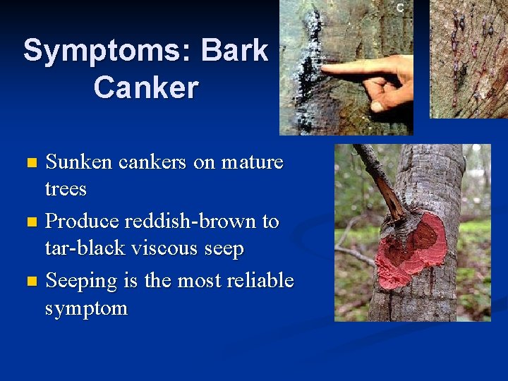 Symptoms: Bark Canker Sunken cankers on mature trees n Produce reddish-brown to tar-black viscous