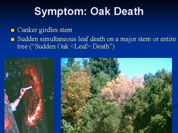 Symptom: Oak Death n n Canker girdles stem Sudden simultaneous leaf death on a