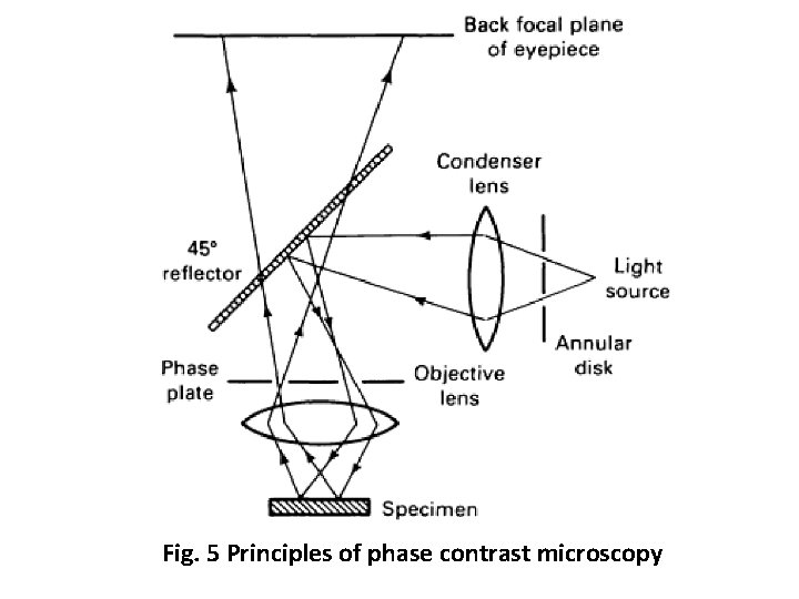 Fig. 5 Principles of phase contrast microscopy Fig. 5 Principles of phase contrast microscopy