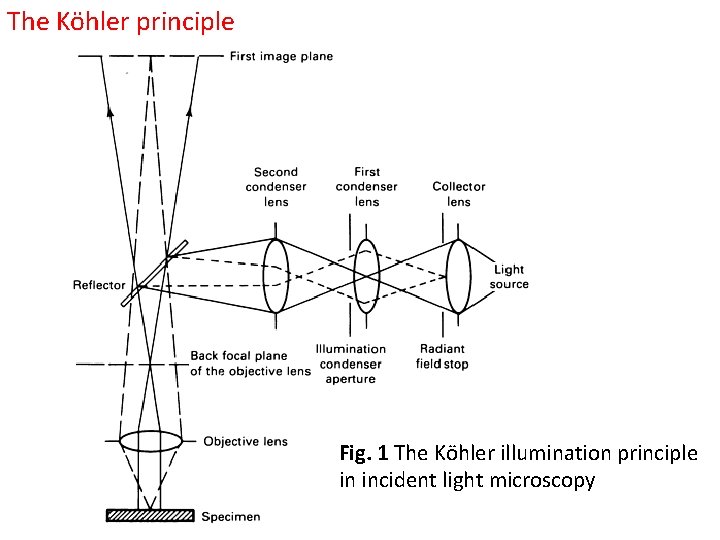 The Köhler principle Fig. 1 The Köhler illumination principle in incident light microscopy The Köhler principle Fig. 1 The Köhler illumination principle in incident light microscopy