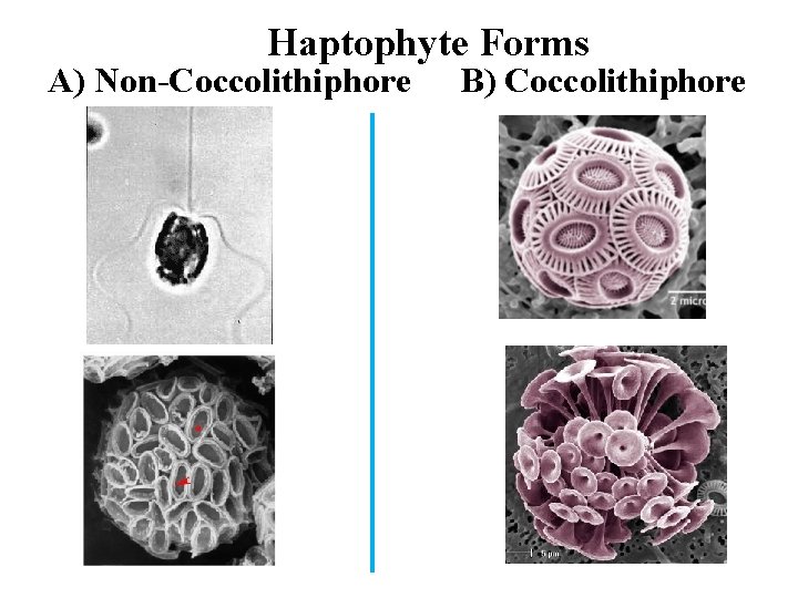 Haptophyte Forms A) Non-Coccolithiphore B) Coccolithiphore 