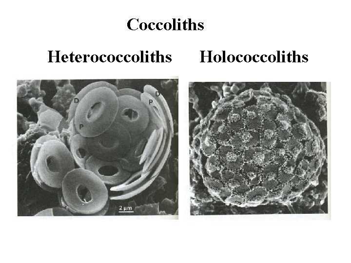 Coccoliths Heterococcoliths Holococcoliths 
