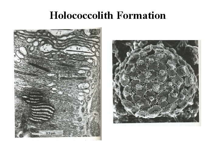 Holococcolith Formation 