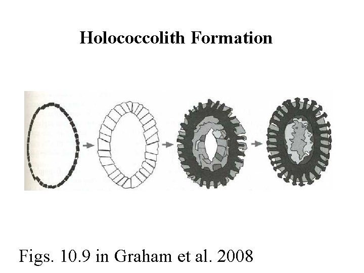 Holococcolith Formation Figs. 10. 9 in Graham et al. 2008 