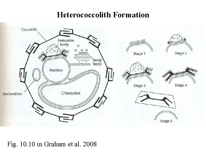 Heterococcolith Formation Fig. 10 in Graham et al. 2008 