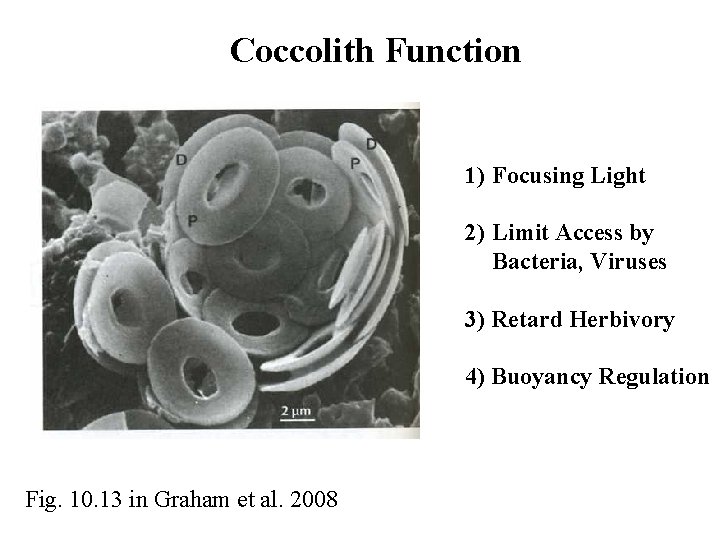 Coccolith Function 1) Focusing Light 2) Limit Access by Bacteria, Viruses 3) Retard Herbivory