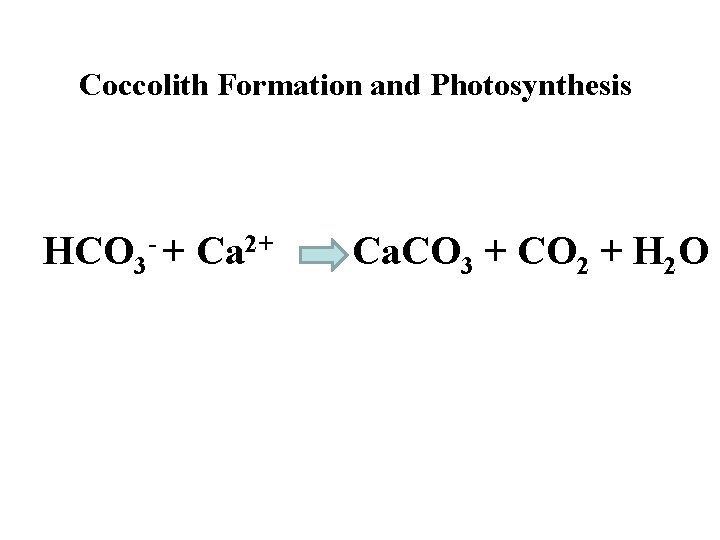 Coccolith Formation and Photosynthesis HCO 3 - + Ca 2+ Ca. CO 3 +