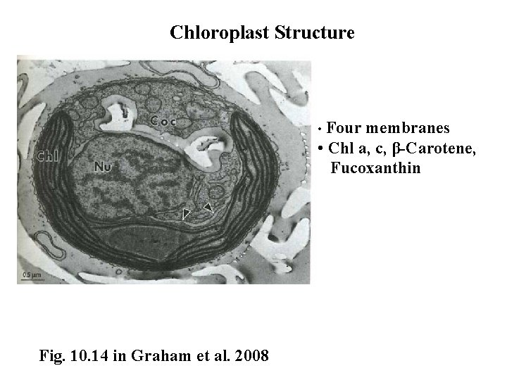 Chloroplast Structure • Four membranes • Chl a, c, β-Carotene, Fucoxanthin Fig. 10. 14