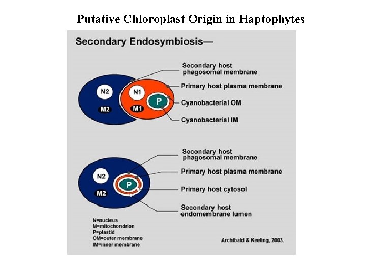 Putative Chloroplast Origin in Haptophytes 