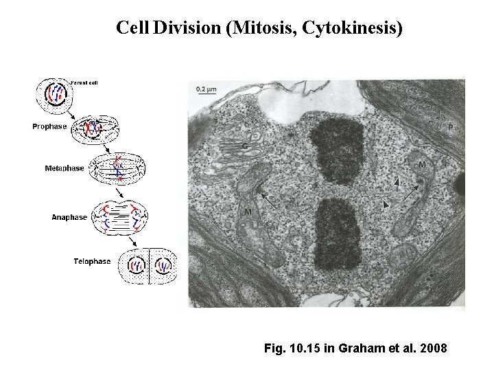 Cell Division (Mitosis, Cytokinesis) Fig. 10. 15 in Graham et al. 2008 