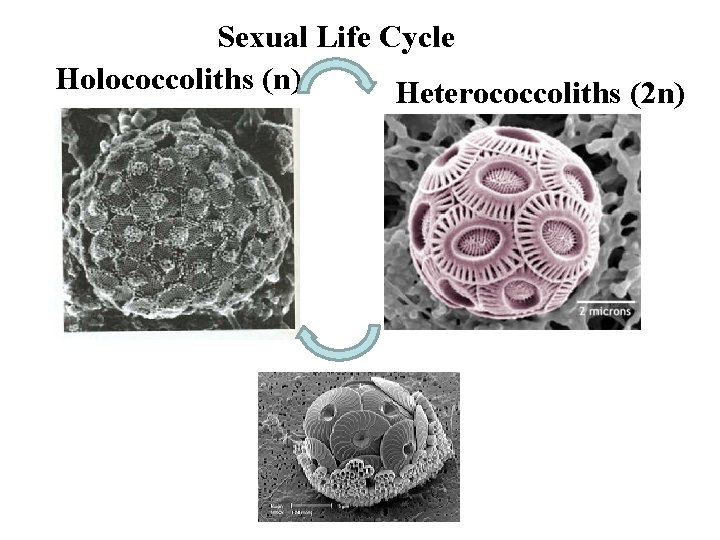 Sexual Life Cycle Holococcoliths (n) Heterococcoliths (2 n) 