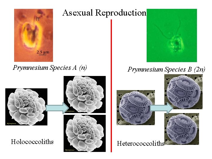 Asexual Reproduction Prymnesium Species A (n) Holococcoliths Prymnesium Species B (2 n) Heterococcoliths 