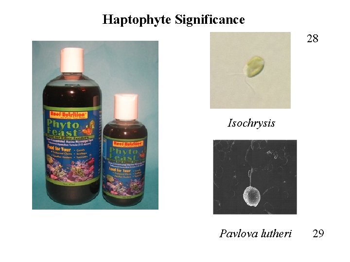 Haptophyte Significance 28 Isochrysis Pavlova lutheri 29 