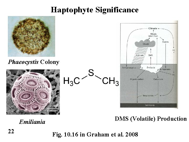 Haptophyte Significance Phaeocystis Colony Emiliania 22 DMS (Volatile) Production Fig. 10. 16 in Graham