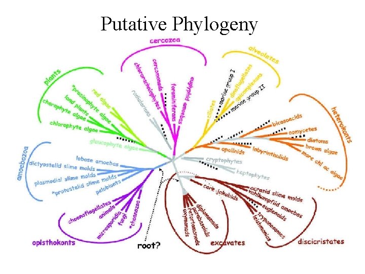 Putative Phylogeny 