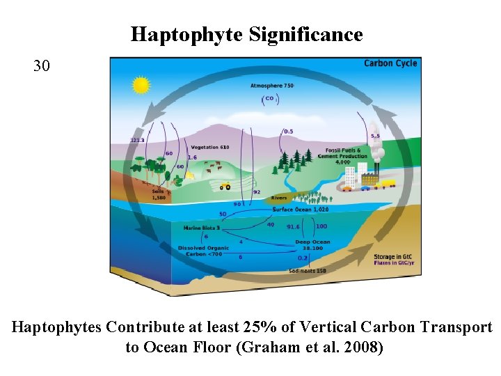 Haptophyte Significance 30 Haptophytes Contribute at least 25% of Vertical Carbon Transport to Ocean