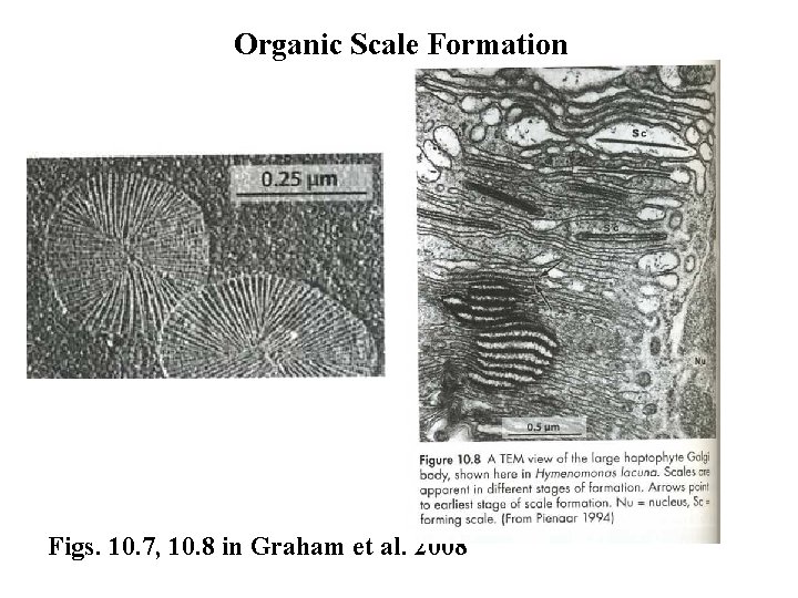 Organic Scale Formation Figs. 10. 7, 10. 8 in Graham et al. 2008 