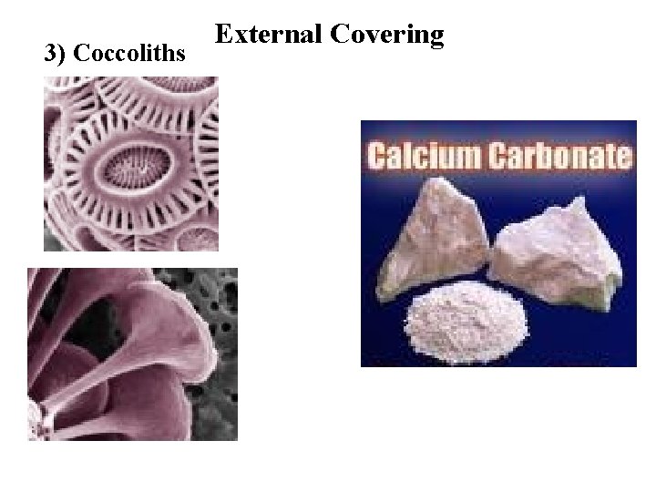 3) Coccoliths External Covering 