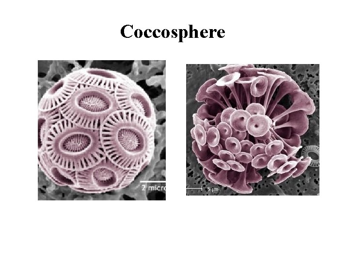 Coccosphere 