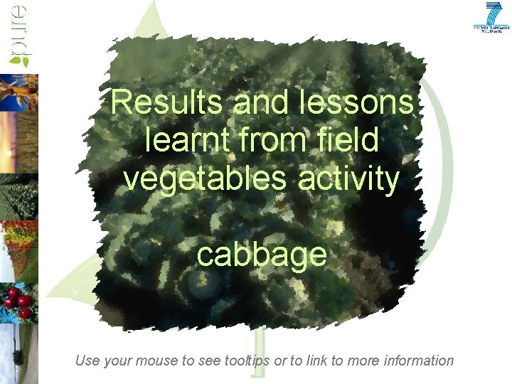 Results and lessons learnt from field vegetables activity cabbage Use your mouse to see