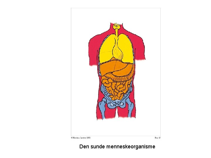 Den sunde menneskeorganisme 