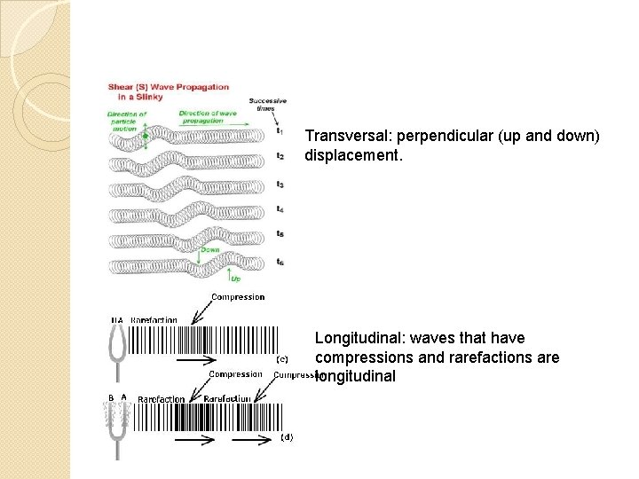 Transversal: perpendicular (up and down) displacement. Longitudinal: waves that have compressions and rarefactions are