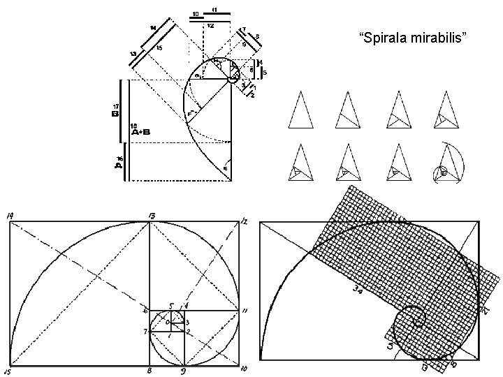 “Spirala mirabilis” “Spirala mirabilis”