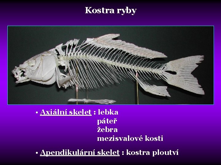 Kostra ryby • Axiální skelet : lebka páteř žebra mezisvalové kosti • Apendikulární skelet
