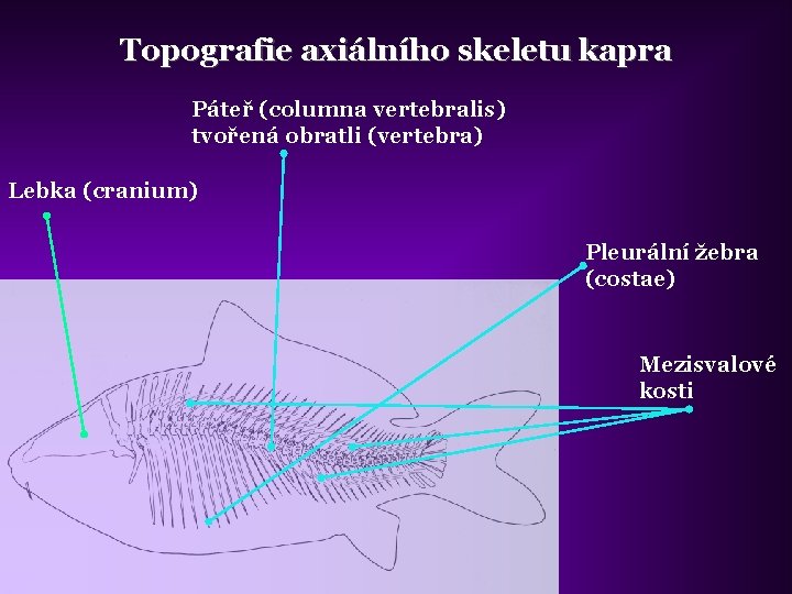 Topografie axiálního skeletu kapra Páteř (columna vertebralis) tvořená obratli (vertebra) Lebka (cranium) Pleurální žebra