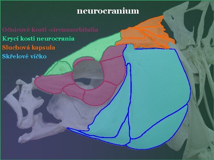 neurocranium Očnicové kosti -circumorbitalia Krycí kosti neurocrania Sluchová kapsula Skřelové víčko 