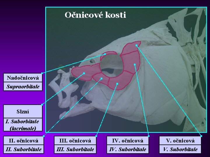 Očnicové kosti Nadočnicová Supraorbitale Slzní I. Suborbitale (lacrimale) II. očnicová IV. očnicová II. Suborbitale