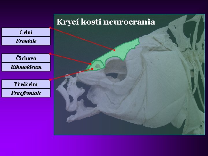Krycí kosti neurocrania Čelní Frontale Čichová Ethmoideum Předčelní Praefrontale 