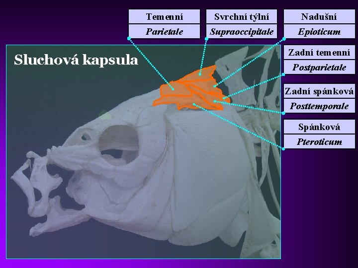 Sluchová kapsula Temenní Svrchní týlní Nadušní Parietale Supraoccipitale Epioticum Zadní temenní Postparietale Zadní spánková