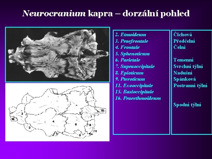 Neurocranium kapra – dorzální pohled 2. Etmoideum 3. Praefrontale 4. Frontale 5. Sphenoticum 6.