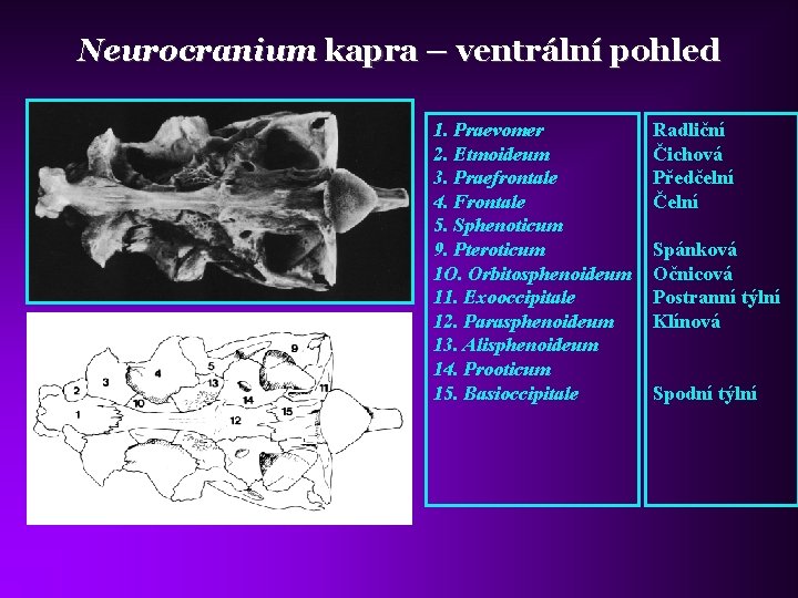 Neurocranium kapra – ventrální pohled 1. Praevomer 2. Etmoideum 3. Praefrontale 4. Frontale 5.