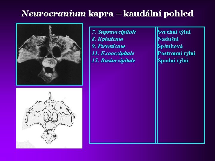 Neurocranium kapra – kaudální pohled 7. Supraoccipitale 8. Epioticum 9. Pteroticum 11. Exooccipitale 15.