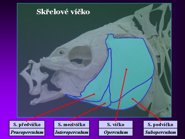 Skřelové víčko S. předvíčko S. mezivíčko S. podvíčko Praeoperculum Interoperculum Operculum Suboperculum 