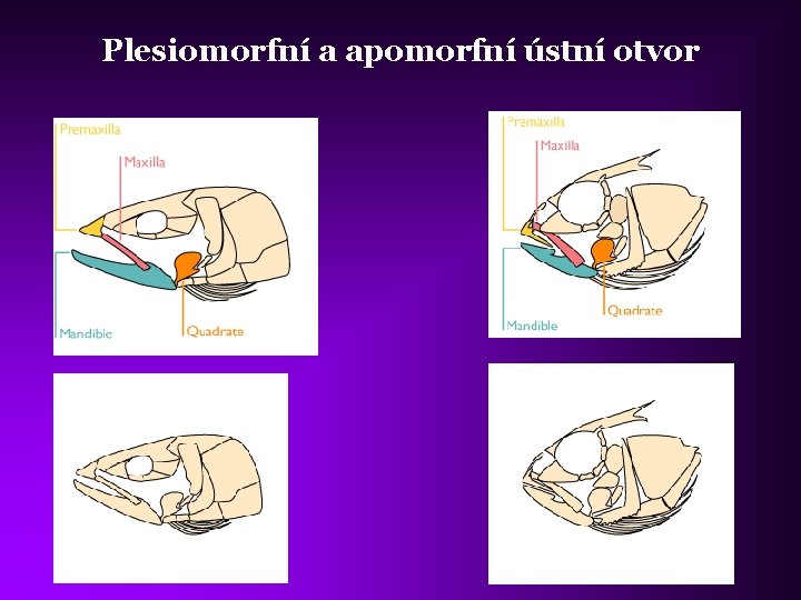 Plesiomorfní a apomorfní ústní otvor 