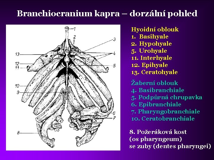 Branchiocranium kapra – dorzální pohled Hyoidní oblouk 1. Basihyale 2. Hypohyale 5. Urohyale 11.