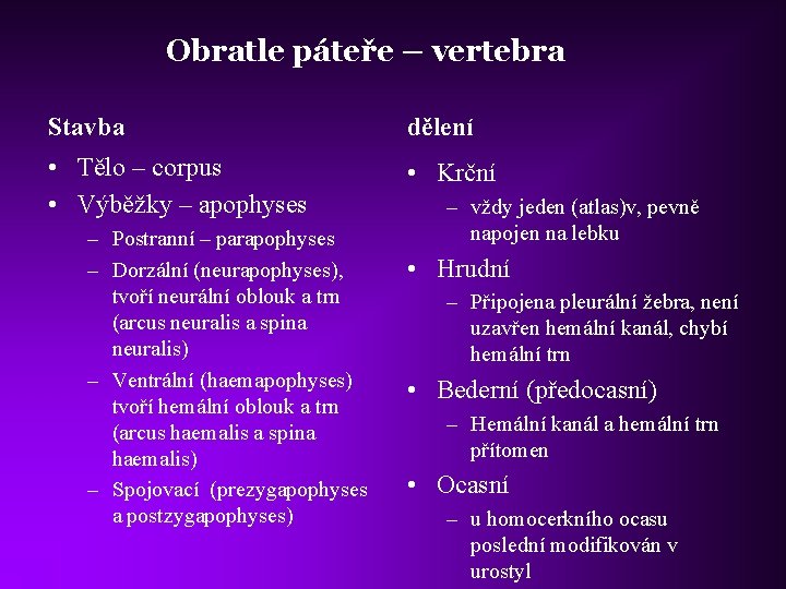 Obratle páteře – vertebra Stavba dělení • Tělo – corpus • Výběžky – apophyses