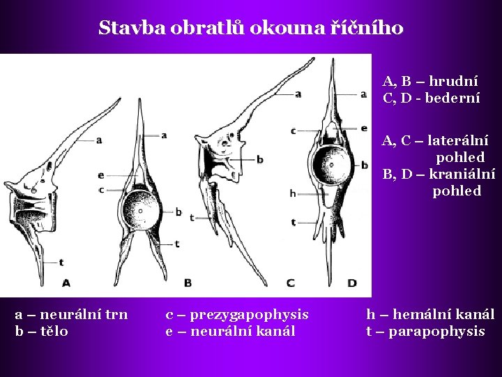 Stavba obratlů okouna říčního A, B – hrudní C, D - bederní A, C