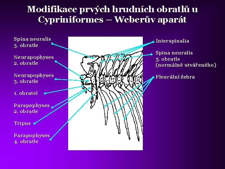 Modifikace prvých hrudních obratlů u Cypriniformes – Weberův aparát Spina neuralis 3. obratle Interspinalia
