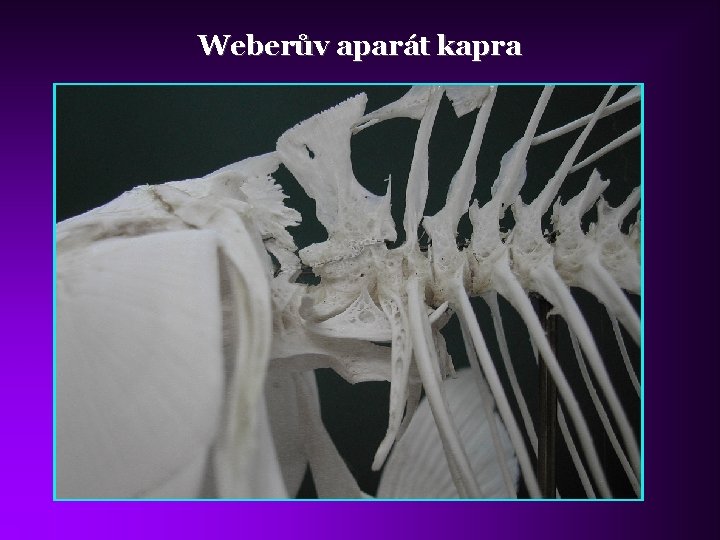 Weberův aparát kapra 